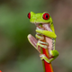 Illustration for article titled So Sexy! These 6 Frogs Don’t Even Have To Be Princes In Disguise To Get A Little Tongue Action From Us